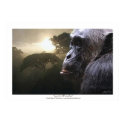 "LORD OF PARADISE" Chimpanzee Art Poster posters