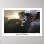 "LORD OF PARADISE" Chimpanzee Art Poster