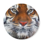 Lord of the Indian Jungles, The Royal Bengal Tiger magnets