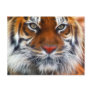 Lord of the Indian Jungles, The Royal Bengal Tiger Post Card