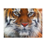 Lord of the Indian Jungles, The Royal Bengal Tiger postcards
