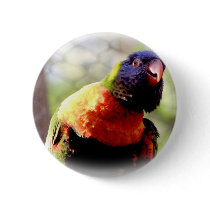 Lorikeet_0959 buttons