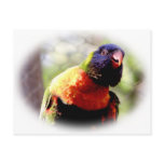 Lorikeet_0959 Postcards
