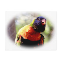 Lorikeet_0959 Postcards