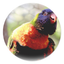 Lorikeet_0959 stickers