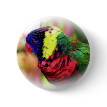Lorikeet_0960 buttons
