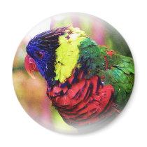 Lorikeet_0960 magnets