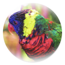 Lorikeet_0960 stickers