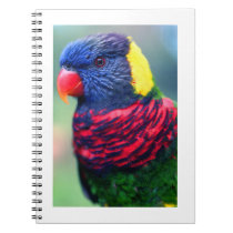 Lorikeet#1-Notebook