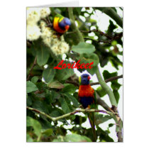 Lorikeet Greeting Cards