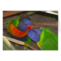 Lorikeet Love cards
