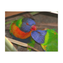Lorikeet Love postcards