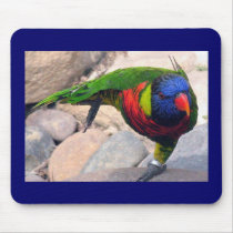 Lorikeet mousepads