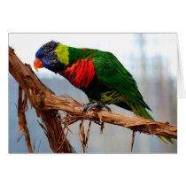 lorikeet on a branch greeting card