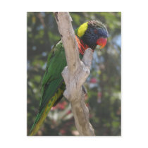 Lorikeet on Limb postcards