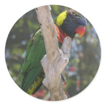 Lorikeet on Limb stickers