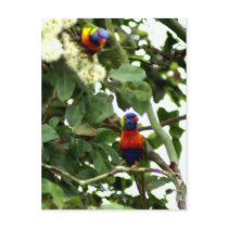 Lorikeet postcards
