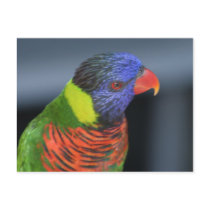 Lorikeet postcards