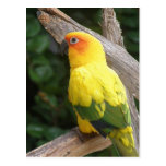 Lorikeet Postcard