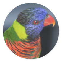 Lorikeet stickers