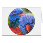 Lorikeets bubble with shadow greeting cards