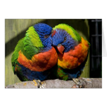 Lorikeets cards