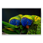 Lorikeets Card