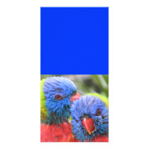 Lorikeets card & bookmark custom photo card