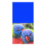 Lorikeets card &amp; bookmark custom photo card