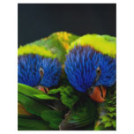 Lorikeets flyers