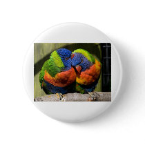 Lorikeets in Love buttons
