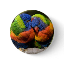 Lorikeets in Love buttons