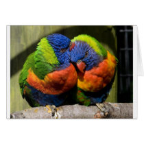 Lorikeets in Love cards