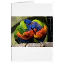 Lorikeets in Love cards
