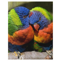 Lorikeets in Love Flyer Design