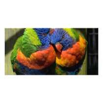 Lorikeets in Love Customized Photo Card