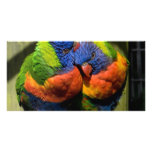 Lorikeets in Love Customized Photo Card