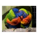 Lorikeets in Love Post Cards