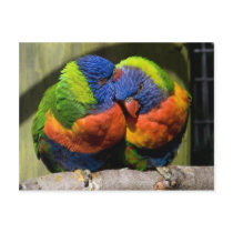 Lorikeets in Love postcards