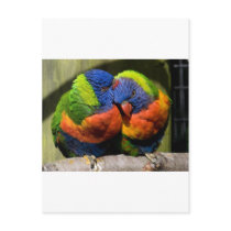 Lorikeets in Love postcards