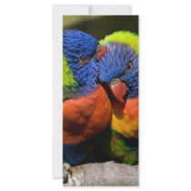Lorikeets in Love Rack Cards