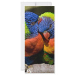 Lorikeets in Love rack cards