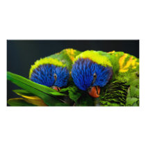 Lorikeets Custom Photo Card
