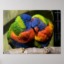 Lorikeets Print