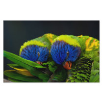 Lorikeets Stationery Design