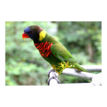Lory Poster posters