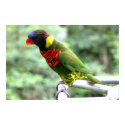Lory Poster posters