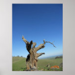 Los Vaqueros Watershed posters