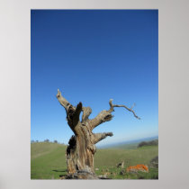 Los Vaqueros Watershed Regional Park Poster