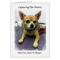 Loss of a Pet Cards